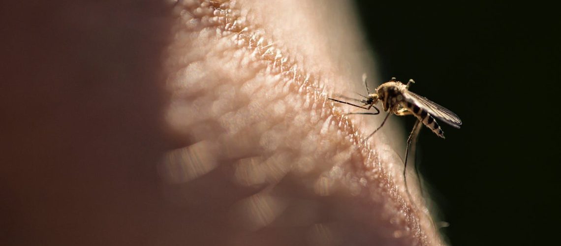 Pièges anti-moustiques : quelle efficacité ? Comment ça marche ?