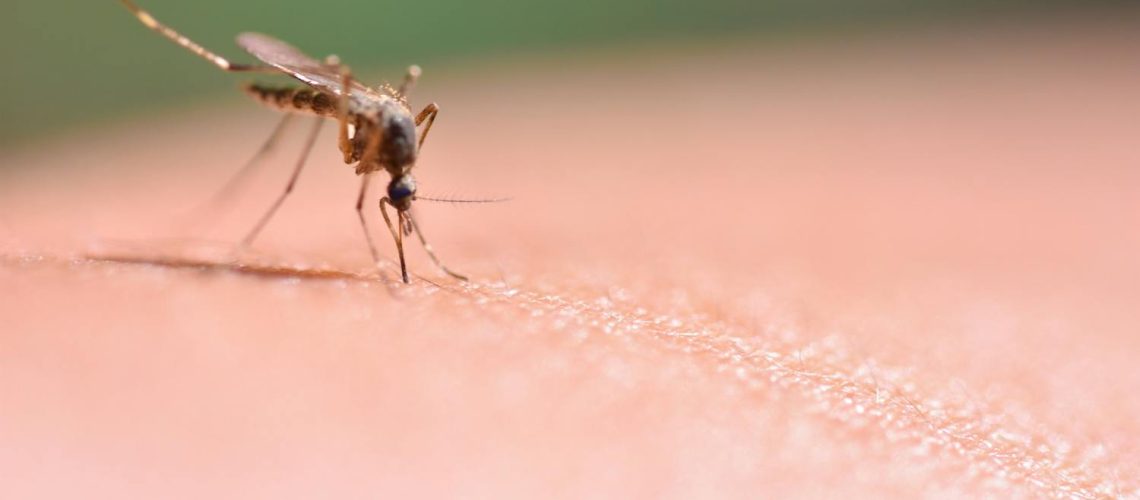 Pourquoi les moustiques nous piquent ? Quel type de peau les attire ?